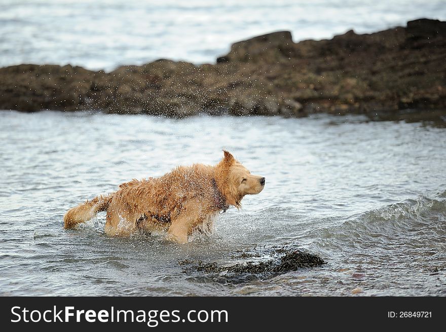 A Labrador Retriever after a swim in the ocean, splashing.