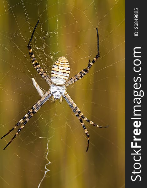 Close up view of the beautiful Orb-weaving Spider (Argiope bruennichi) on it's web. Close up view of the beautiful Orb-weaving Spider (Argiope bruennichi) on it's web.