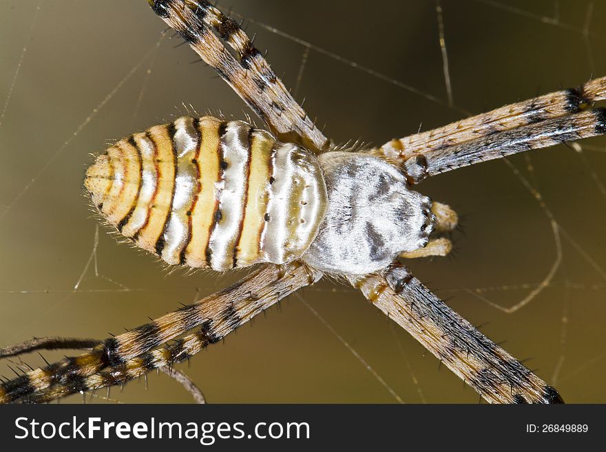 Close up view of the beautiful Orb-weaving Spider (Argiope bruennichi) on it's web. Close up view of the beautiful Orb-weaving Spider (Argiope bruennichi) on it's web.