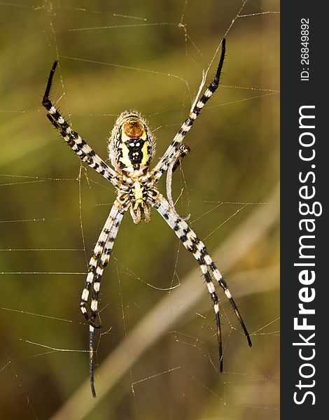 Close up view of the beautiful Orb-weaving Spider (Argiope bruennichi) on it's web. Close up view of the beautiful Orb-weaving Spider (Argiope bruennichi) on it's web.