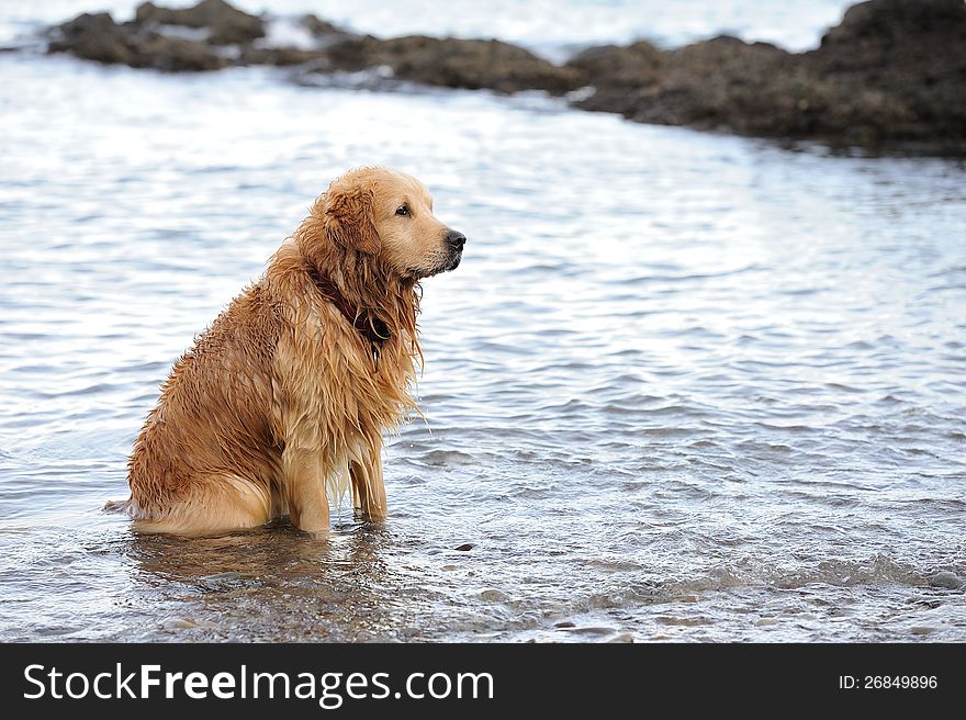 A happy dog sitting in water after bathing. This photo is suitable for dog advertising. A happy dog sitting in water after bathing. This photo is suitable for dog advertising.