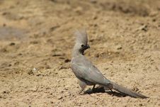 Lourie, Grey - Bird Of Calls Stock Photography