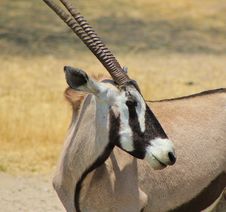 Oryx - Gemsbuck - Curls And Stripes Royalty Free Stock Photos Oryx - Gemsbuck - Curls And Stripes Royalty Free Stock Photos