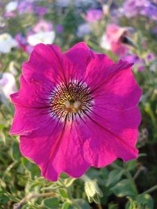 Petunia Royalty Free Stock Image Petunia Royalty Free Stock Image