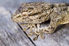 Moorish Gecko &x28;Tarentola Mauritanica&x29; Royalty Free Stock Photography Moorish Gecko &x28;Tarentola Mauritanica&x29; Royalty Free Stock Photography