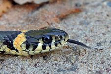Grass Snake Stock Photo