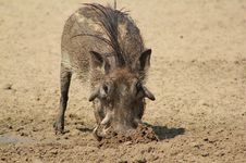 Warthog - Mud Shovel Royalty Free Stock Images Warthog - Mud Shovel Royalty Free Stock Images