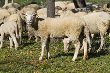 Herd Of Sheep Royalty Free Stock Image Herd Of Sheep Royalty Free Stock Image