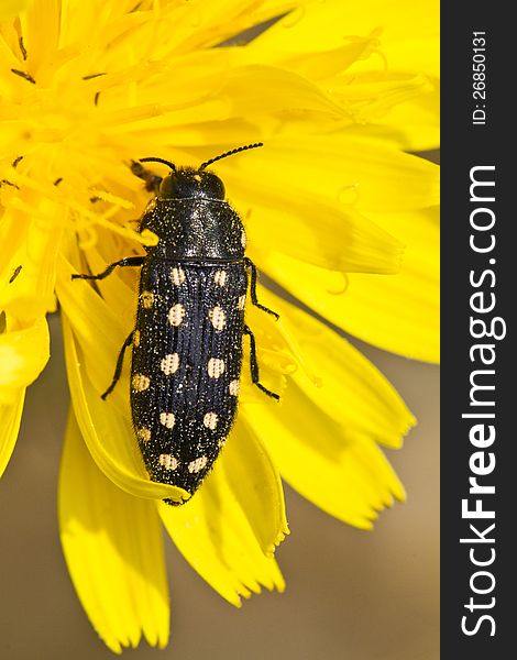 Beetle &x28;Acmaeodera Degener&x29;