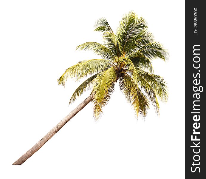 Coconut tree isolated on white