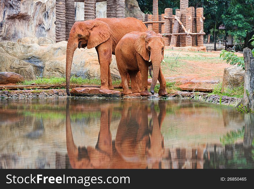 Two Red Couple African elephant. Two Red Couple African elephant