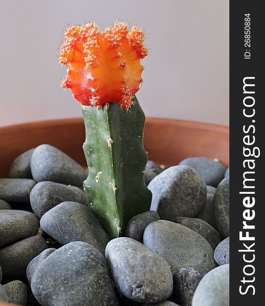 Chin Cactus (Gymnocalycium mihanovichii); grafted to a hilocirius.