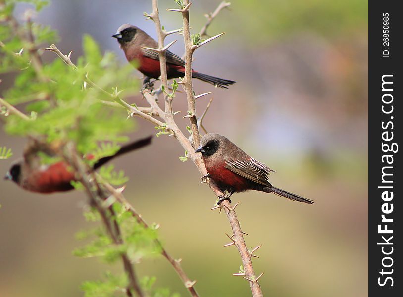 Adult Black-cheeked Waxbills (male) on a branch at a watering hole in Namibia, Africa. Adult Black-cheeked Waxbills (male) on a branch at a watering hole in Namibia, Africa.
