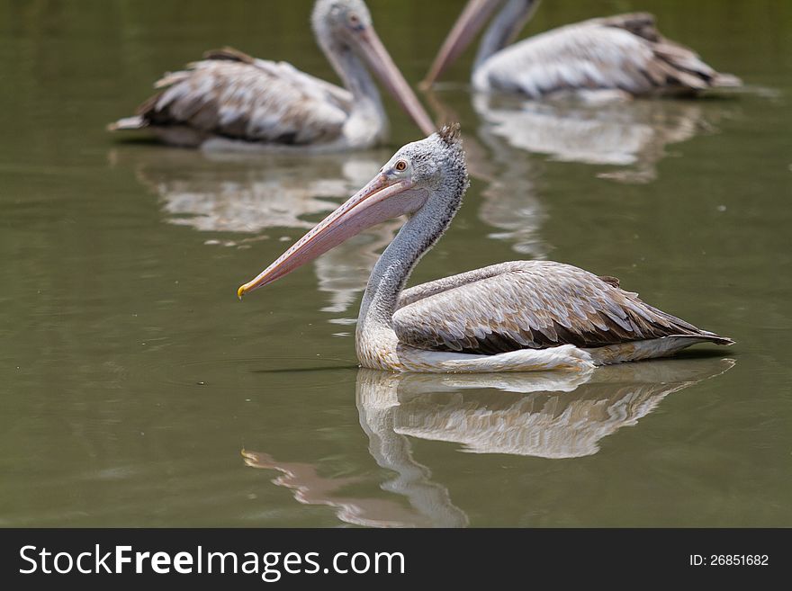 Brown pelican in the lake