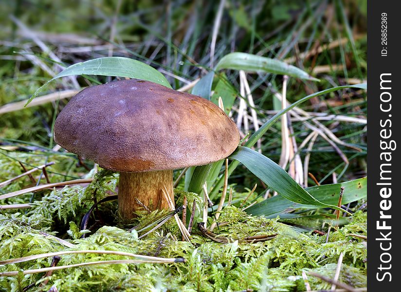 The Brown Autumn Edible Mushroom