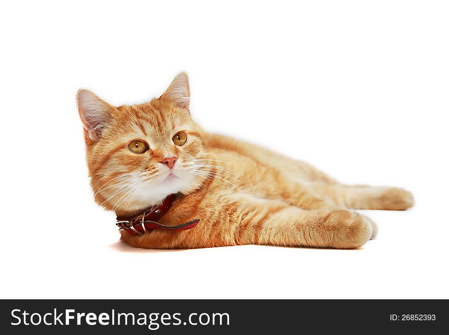 Ordinary domestic ginger cat lying on white background