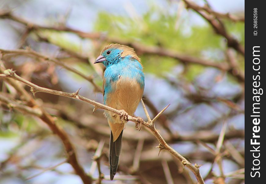 Blue Waxbill on a thornbush branch in Namibia, Africa. Blue Waxbill on a thornbush branch in Namibia, Africa.