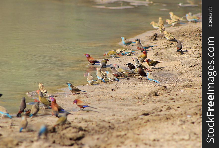 A variety of wild gamebirds at a watering hole in Namibia, Africa. Species include : Violet-eared Waxbill, Blue Waxbill, Black-cheeked Waxbill, Red-eyed Bulbul, Masked Weaver and Melba finch. A variety of wild gamebirds at a watering hole in Namibia, Africa. Species include : Violet-eared Waxbill, Blue Waxbill, Black-cheeked Waxbill, Red-eyed Bulbul, Masked Weaver and Melba finch.