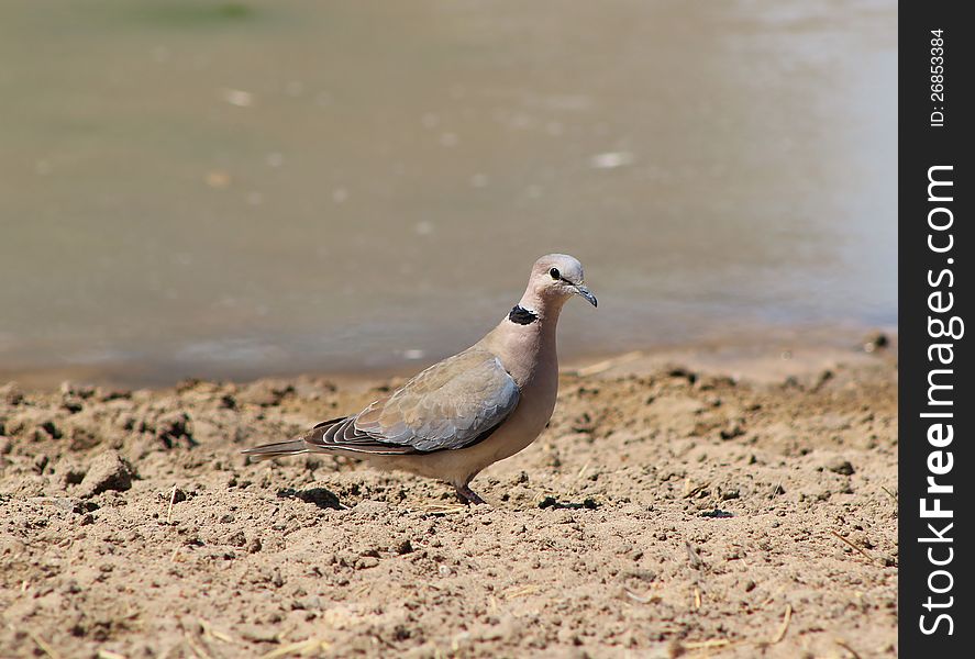 Dove, Cape Turtle - Peace On Earth