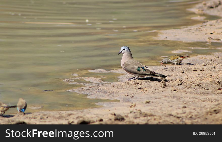 An adult Emrald-spotted Dove at a watering hole in Namibia, Africa. An adult Emrald-spotted Dove at a watering hole in Namibia, Africa.