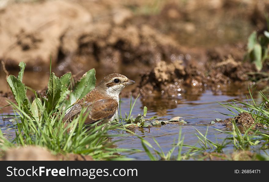 Red-backed shrike is having a bath