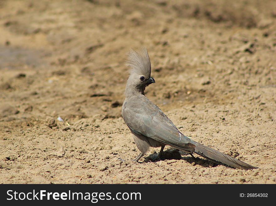 Adult Grey Lourie at a watering hole on a game ranch in Namibia, Africa. Adult Grey Lourie at a watering hole on a game ranch in Namibia, Africa.