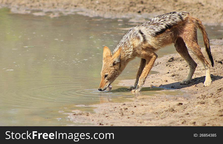 An adult Black-backed Jackal drinking water on a game ranch in Namibia, Africa. An adult Black-backed Jackal drinking water on a game ranch in Namibia, Africa.