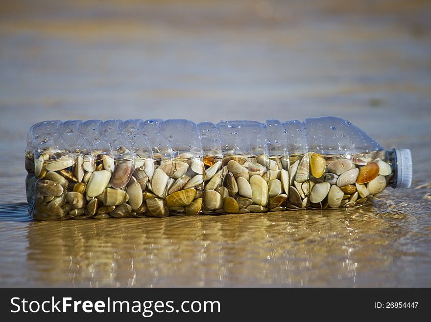 Close view of a water bottle filled with edible saltwater donax clams. Close view of a water bottle filled with edible saltwater donax clams.