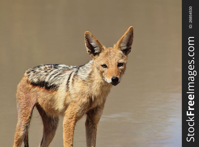 An adult Black-backed Jackal at a watering hole on a game ranch in Namibia, Africa. An adult Black-backed Jackal at a watering hole on a game ranch in Namibia, Africa.