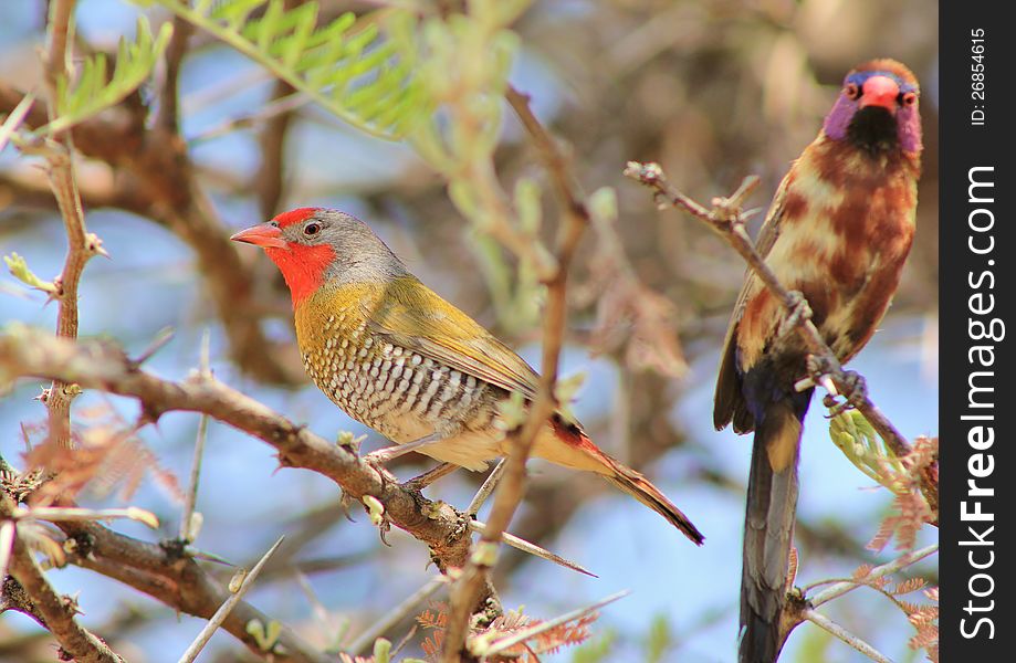 Melba Finch And Violet-eared Waxbill - Red Face