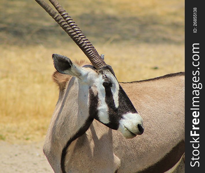 Oryx - Gemsbuck - Curls And Stripes