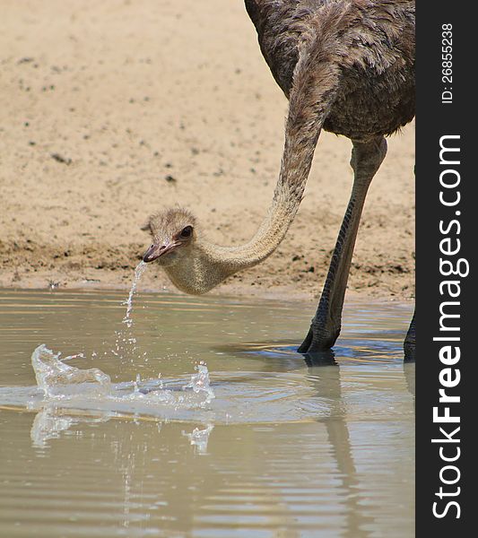 An adult female Ostrich drinking water.  Photo taken on a game ranch in Namibia, Africa. An adult female Ostrich drinking water.  Photo taken on a game ranch in Namibia, Africa.