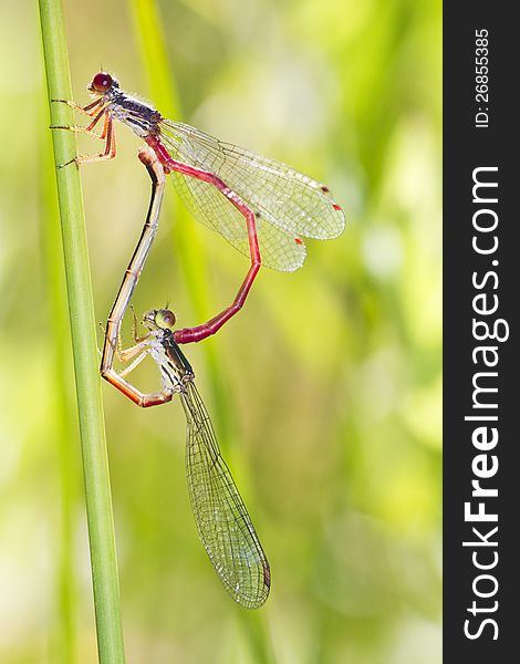 Close up view of two Small Red Damselfly (Ceriagrion tenellum) insect mating. Close up view of two Small Red Damselfly (Ceriagrion tenellum) insect mating.