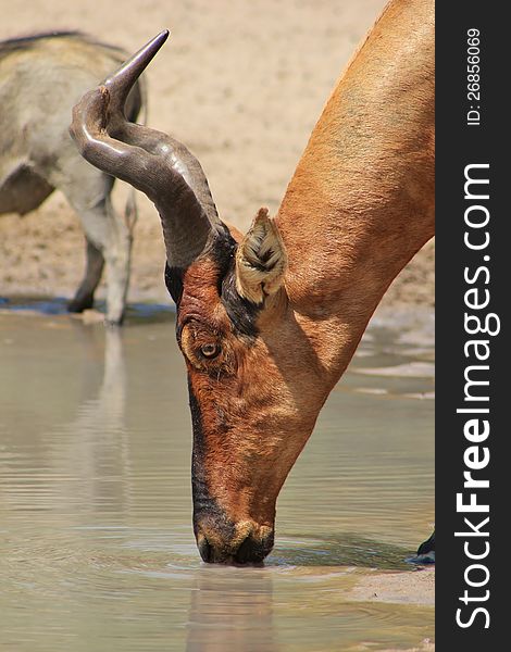 Red Hartebeest bull drinking water. Photo taken on a game ranch in Namibia, Africa. Red Hartebeest bull drinking water. Photo taken on a game ranch in Namibia, Africa.