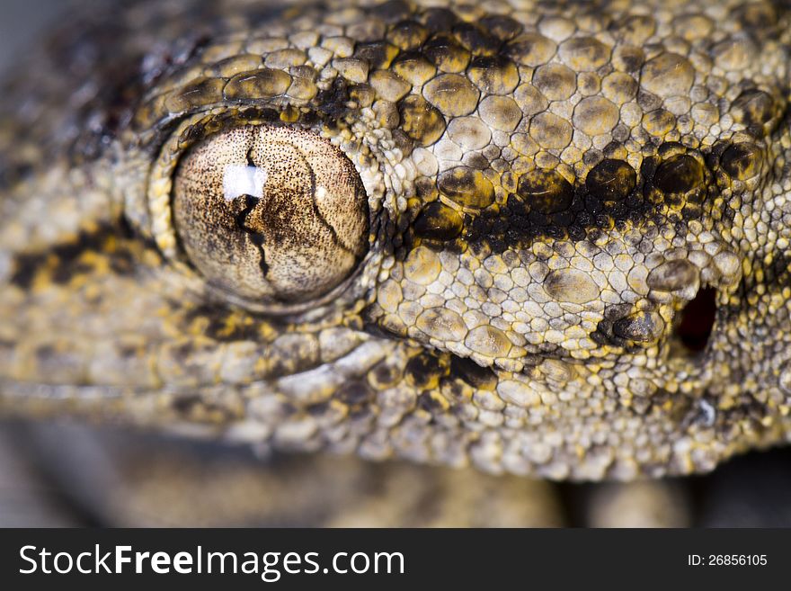 Moorish Gecko &x28;Tarentola Mauritanica&x29;