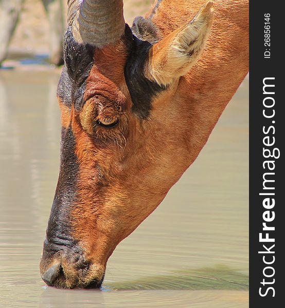 Red Hartebeest bull drinking water.  Photo taken on a game ranch in Namibia, Africa. Red Hartebeest bull drinking water.  Photo taken on a game ranch in Namibia, Africa.
