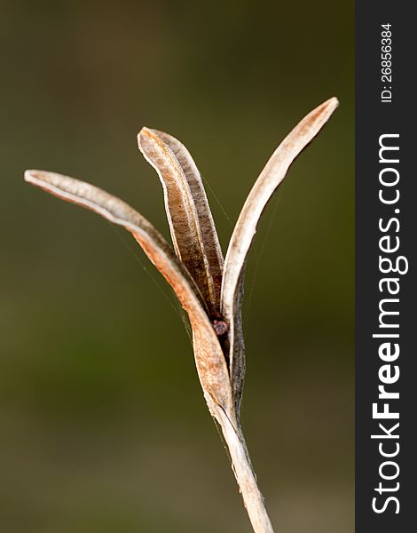 Close up view of an empty seed capsule pod of a flower.