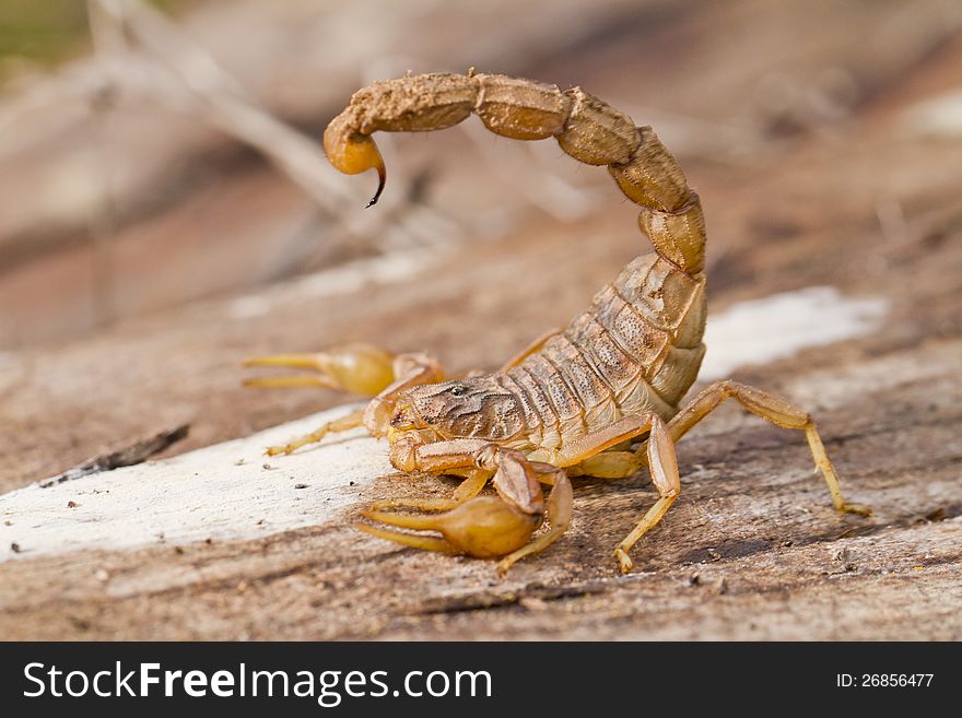 Close view detail of a buthus scorpion (scorpio occitanus).