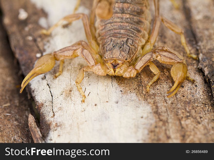 Close view detail of a buthus scorpion (scorpio occitanus).