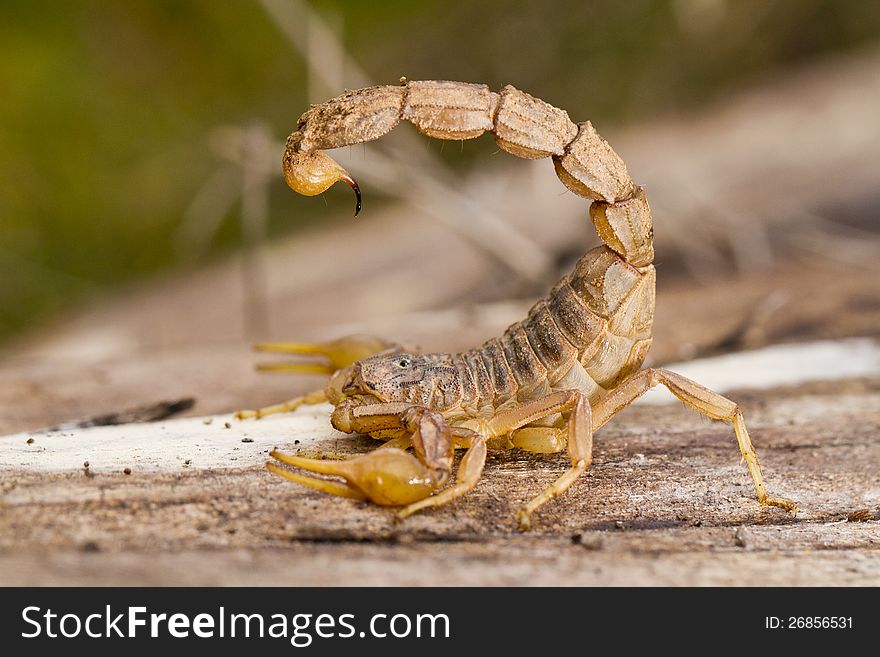 Close view detail of a buthus scorpion (scorpio occitanus).