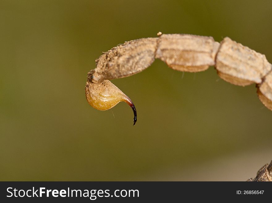 Close view detail of the tail of a buthus scorpion (scorpio occitanus). Close view detail of the tail of a buthus scorpion (scorpio occitanus).