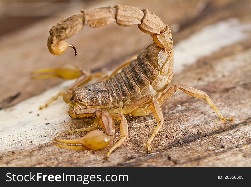 Close view detail of a buthus scorpion (scorpio occitanus).