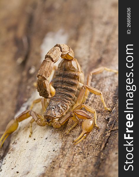Buthus Scorpion