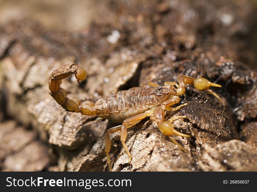 Buthus scorpion