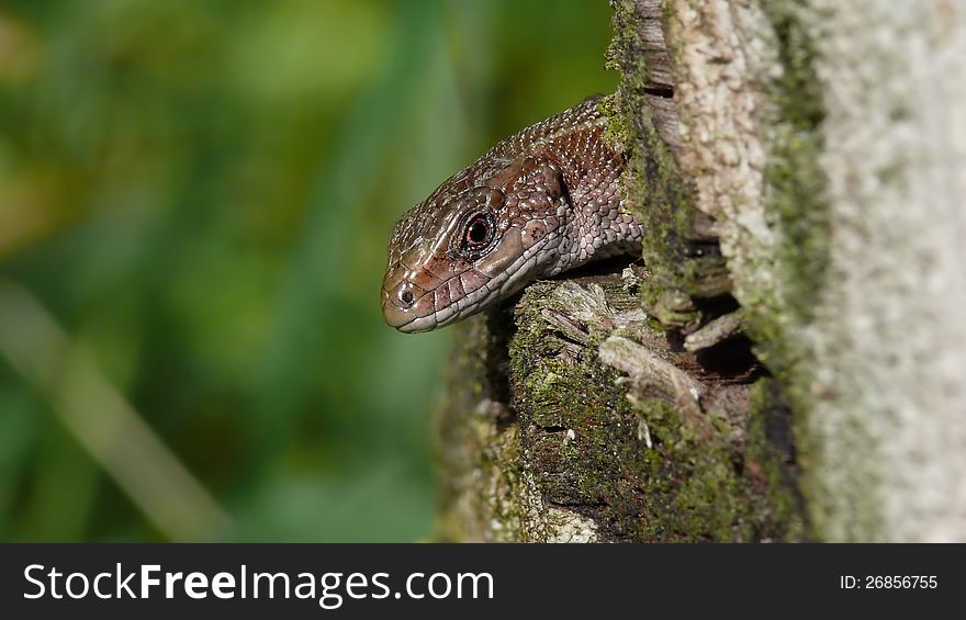 Brown lizard on a mossy stump.