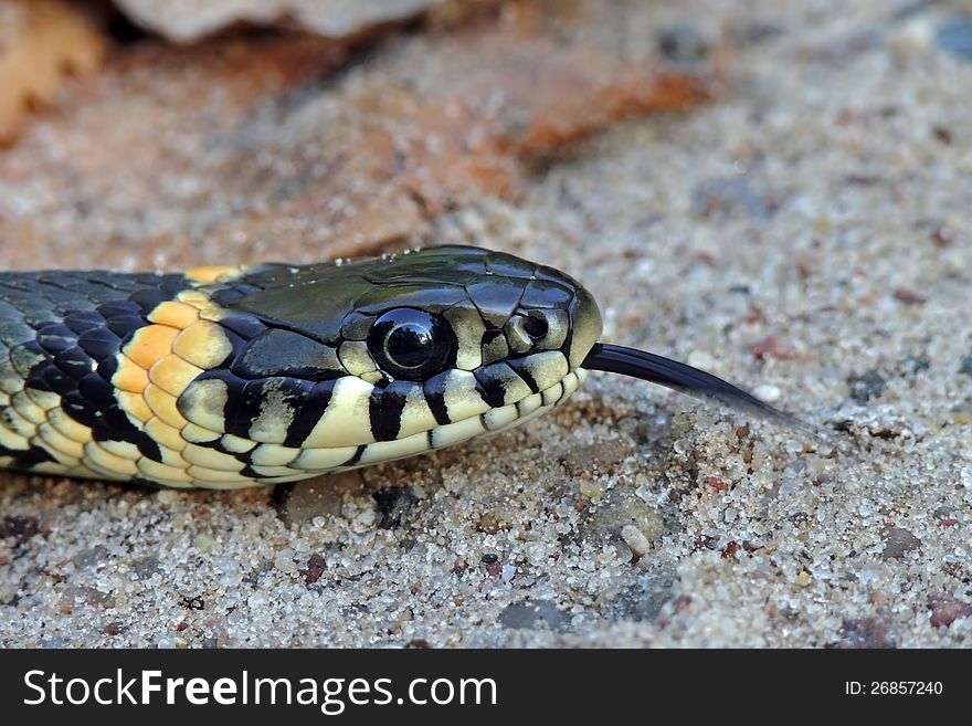 The ringed snake on a sandy wood road. The ringed snake on a sandy wood road.