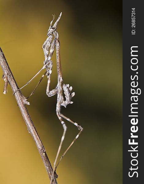 Close up view of an Mantis Palo (Empusa pennata) insect. Close up view of an Mantis Palo (Empusa pennata) insect.