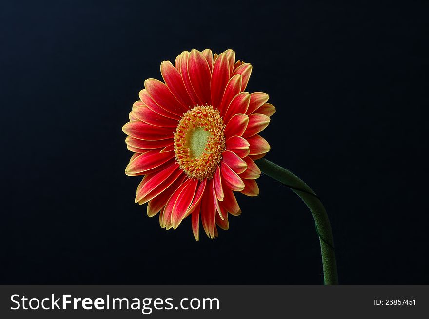 Red and yellow gerbera flower on a black background. Red and yellow gerbera flower on a black background