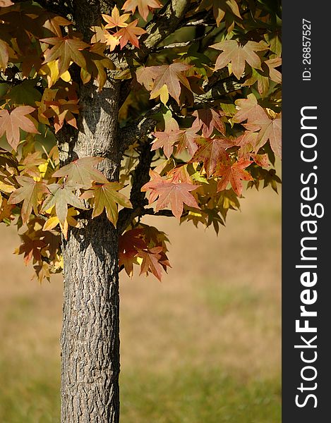 A maple with colorful leaves in the fall.