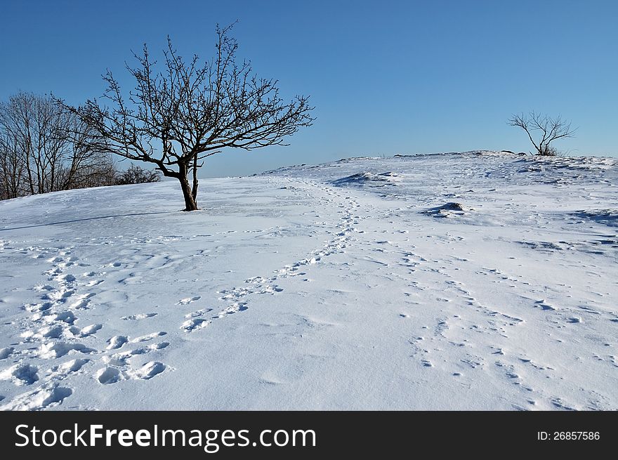 Snowy landscape with tree and footprints in the snow.